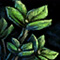 Thyme Leaf[pl: