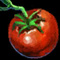 Tomato[pl:
