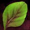 Spinach Leaf[pl: