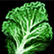 Kale Leaf[pl: