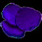 Purple Iris Petal