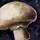 Mushroom[s]