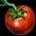 Tomato[pl:"Tomatoes"]