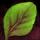 Spinach Leaf[pl:"Leaves"]