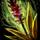 Pungent Gladiolus Flower[s]